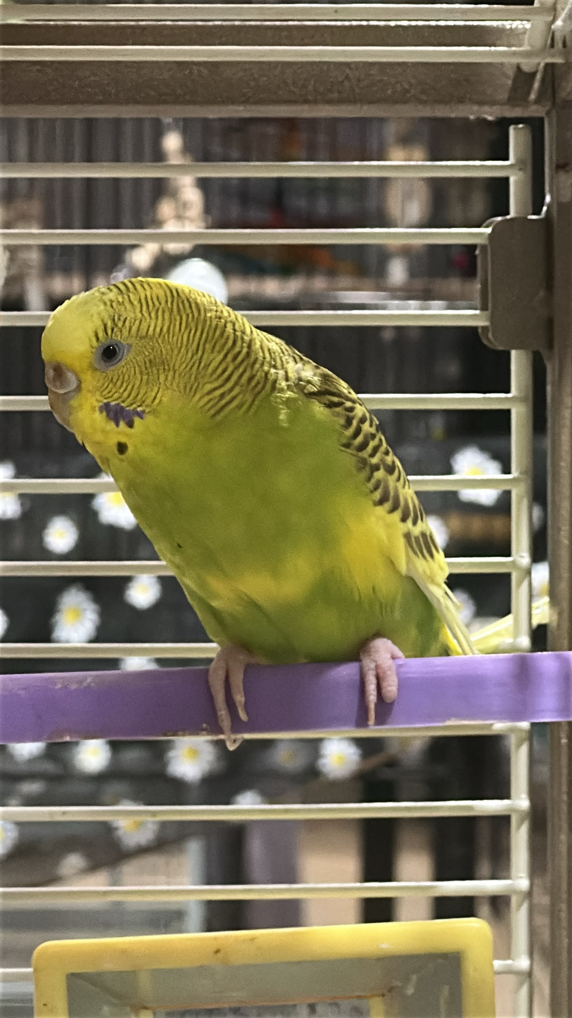 The Budgie Flock of Seven