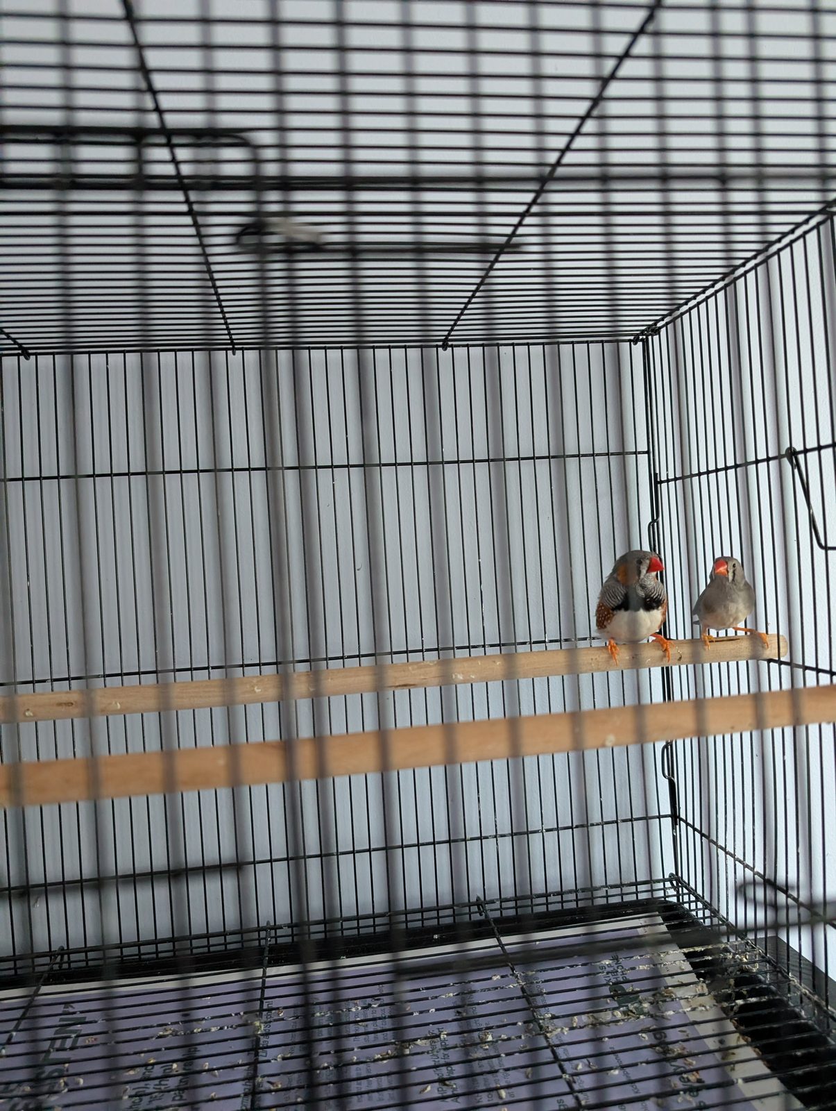 Sebastien & Hershey — Bonded Finch Pair