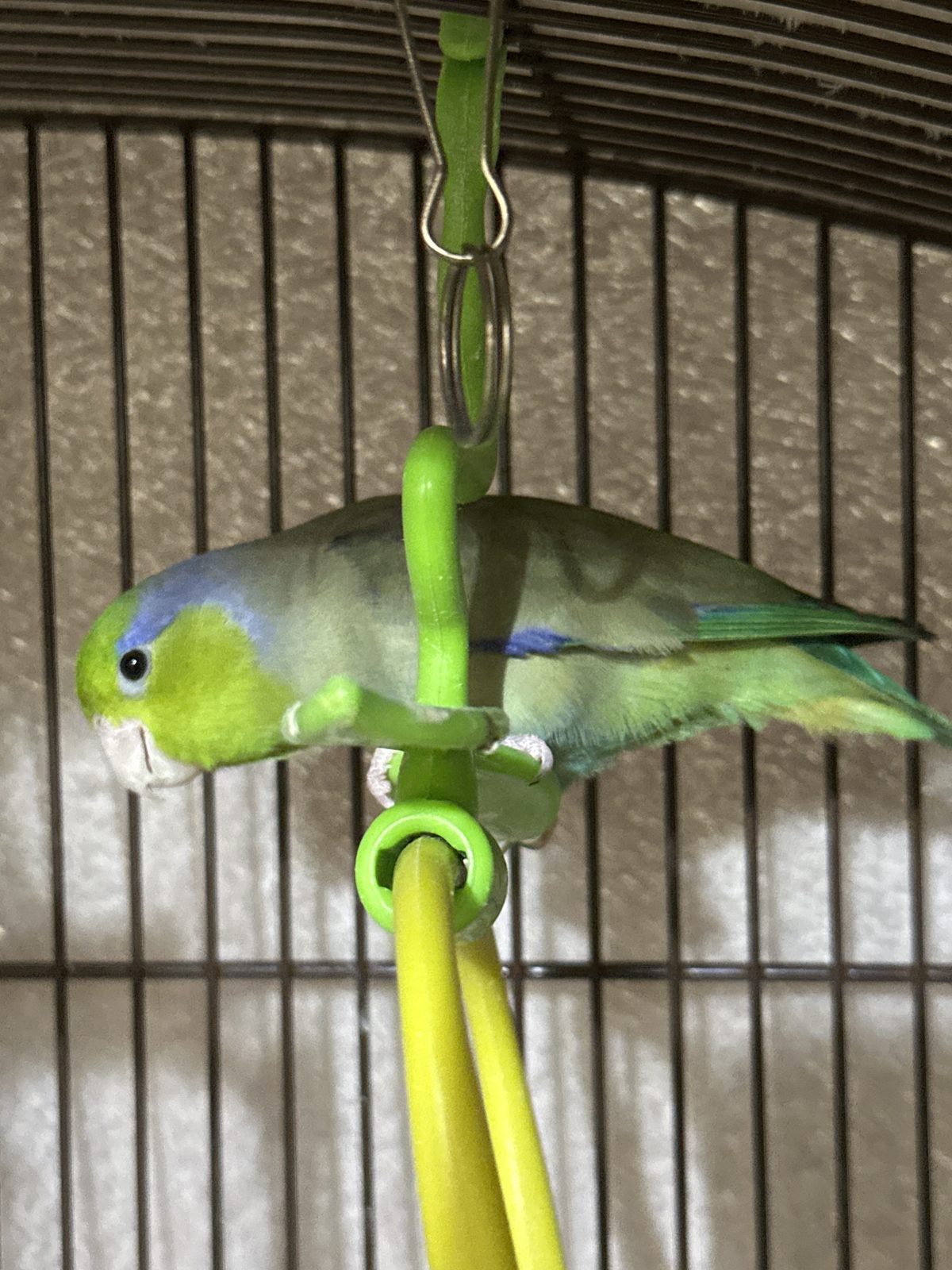 Oliver