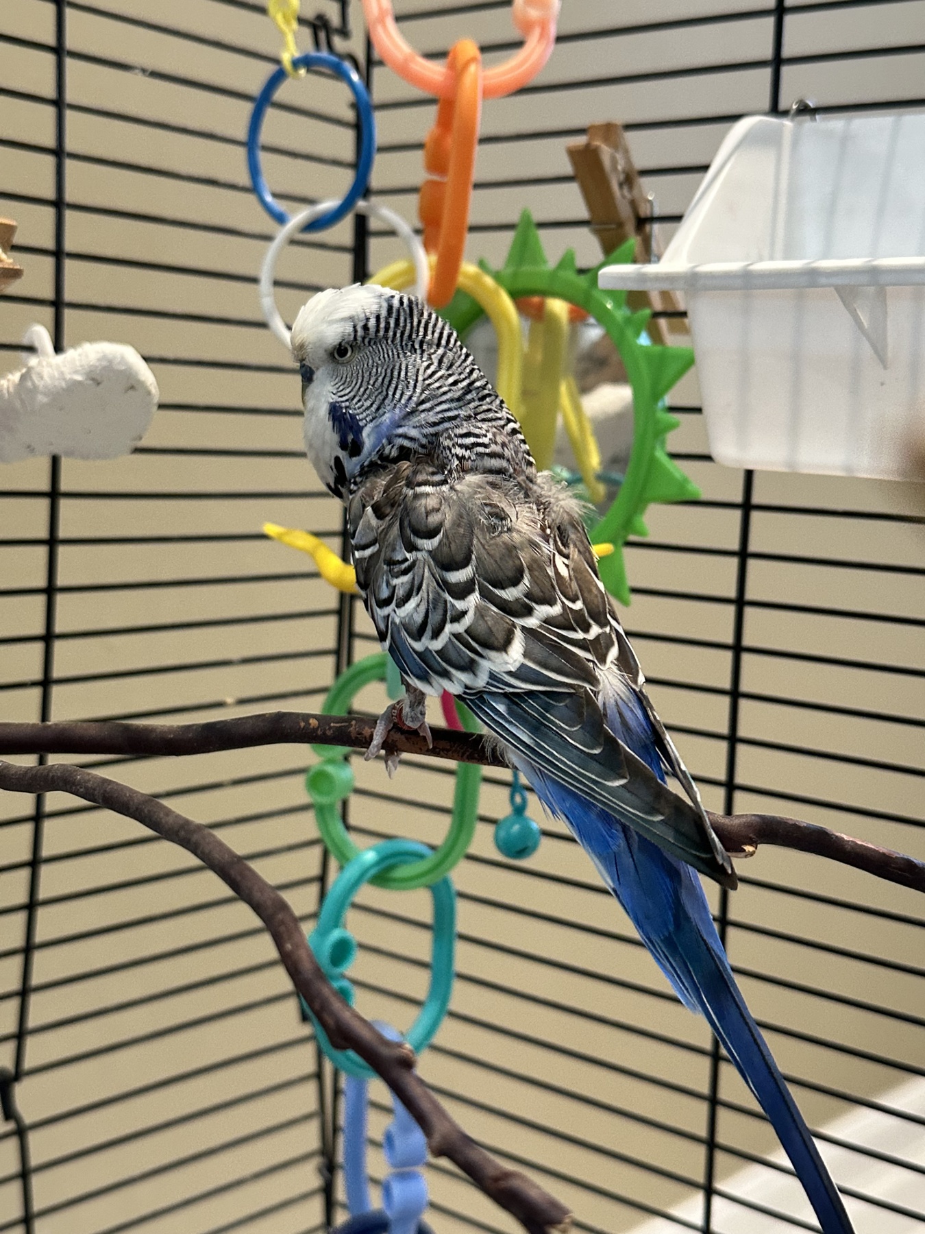 Babalu, a Budgie (Budgerigar)