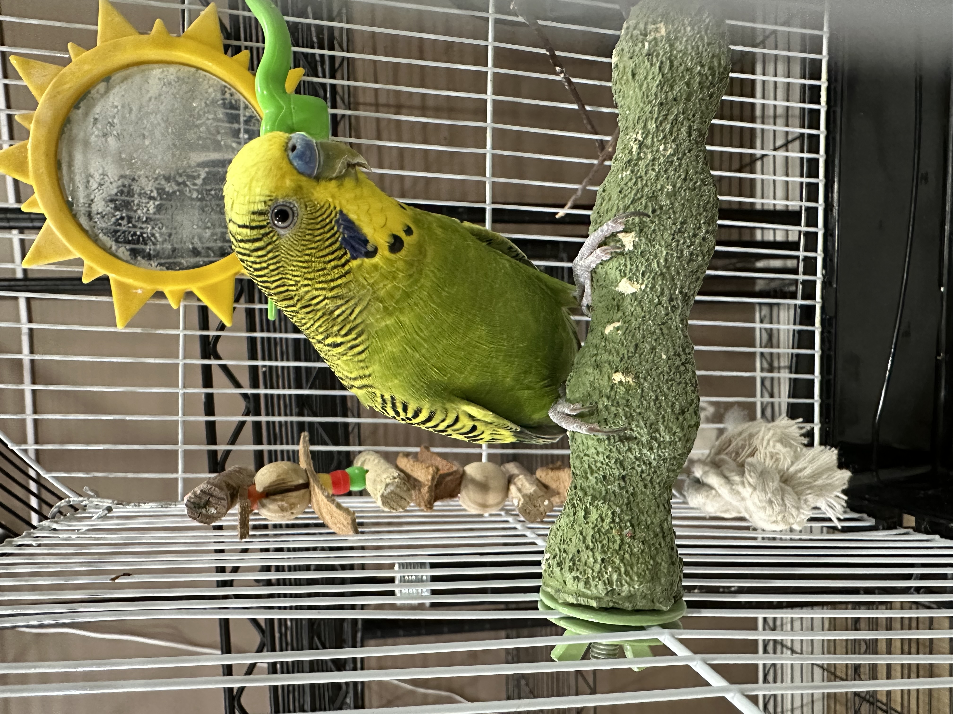 Leila & Kiwi photo 1