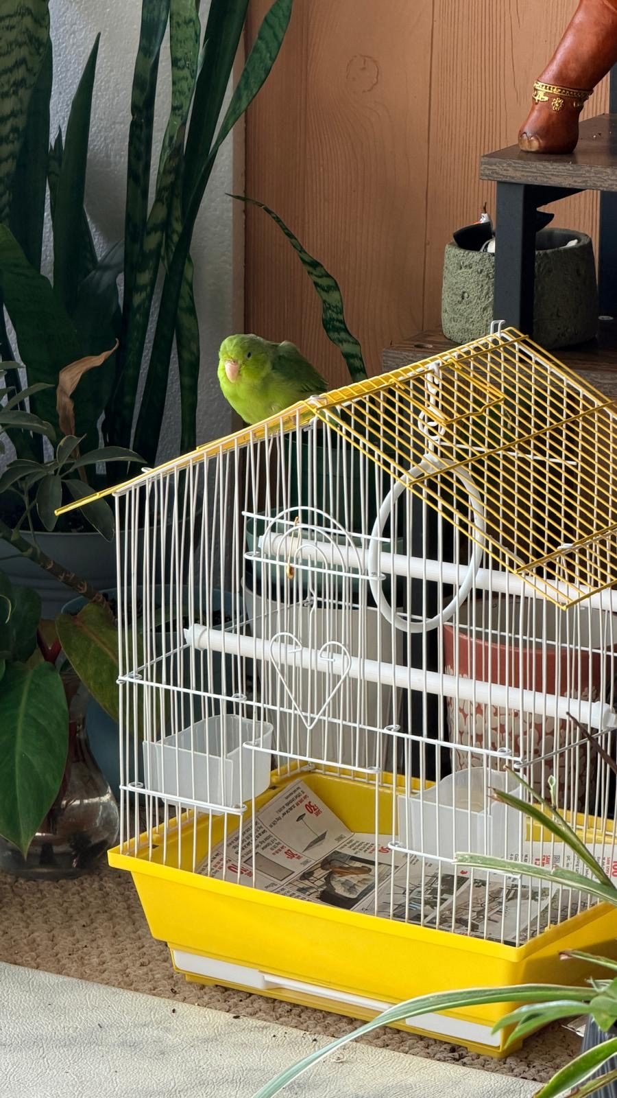 Bubu, a Parrotlet available for adoption in Mississauga, ON