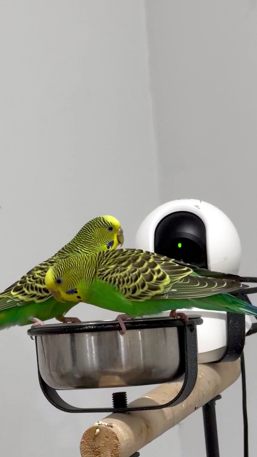 Byron, Blake & Keats (Bonded Trio), a Budgerigar (Parakeet) available for adoption in Mississauga, ON