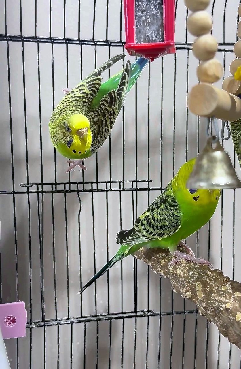 Byron, Blake & Keats (Bonded Trio), a Budgerigar (Parakeet) available for adoption in Mississauga, ON