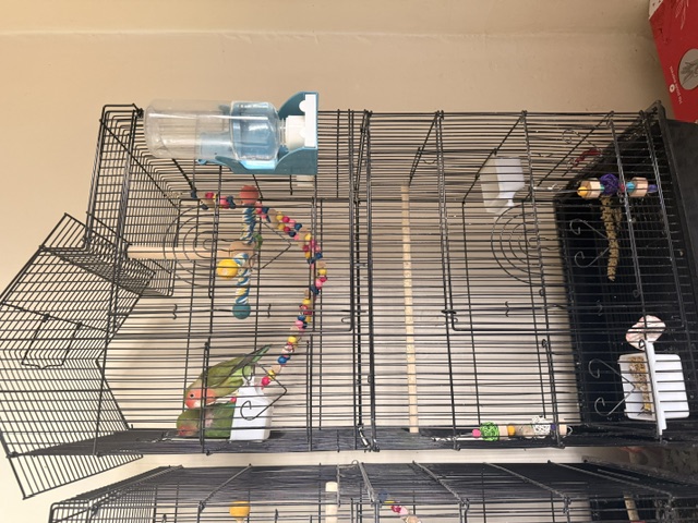 Lovebird Pair — Bonded