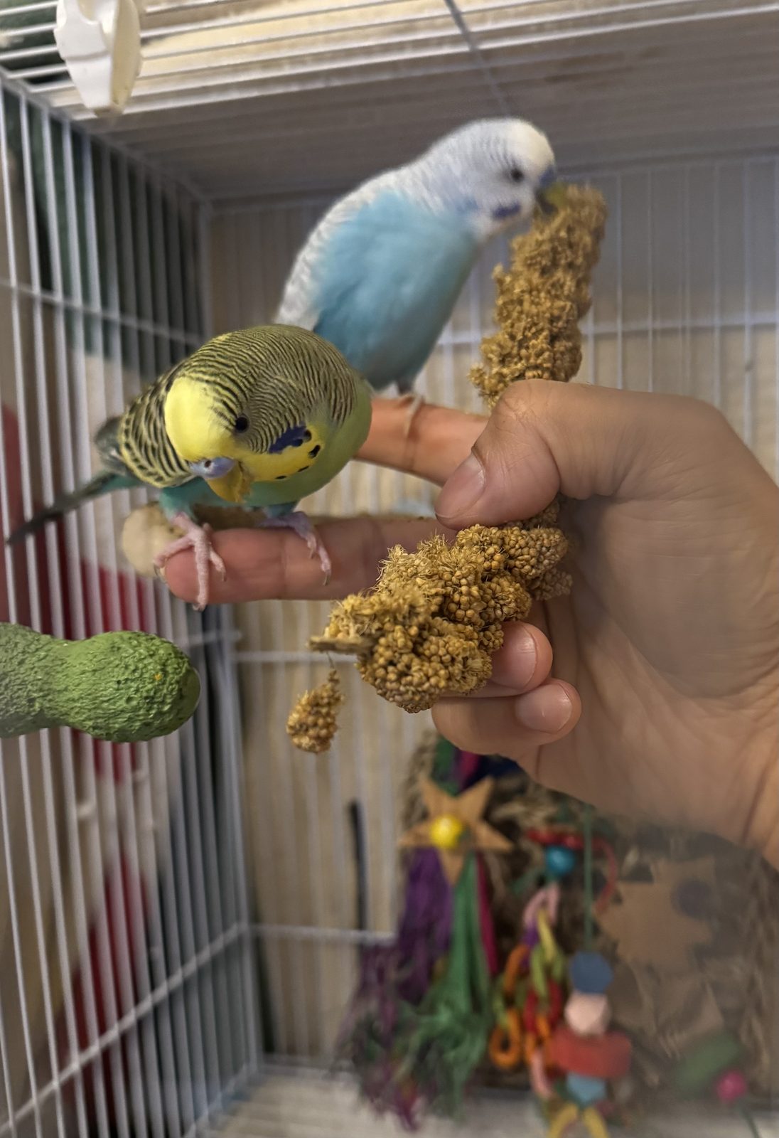 Urkel and Rio - Bonded Budgie Duo