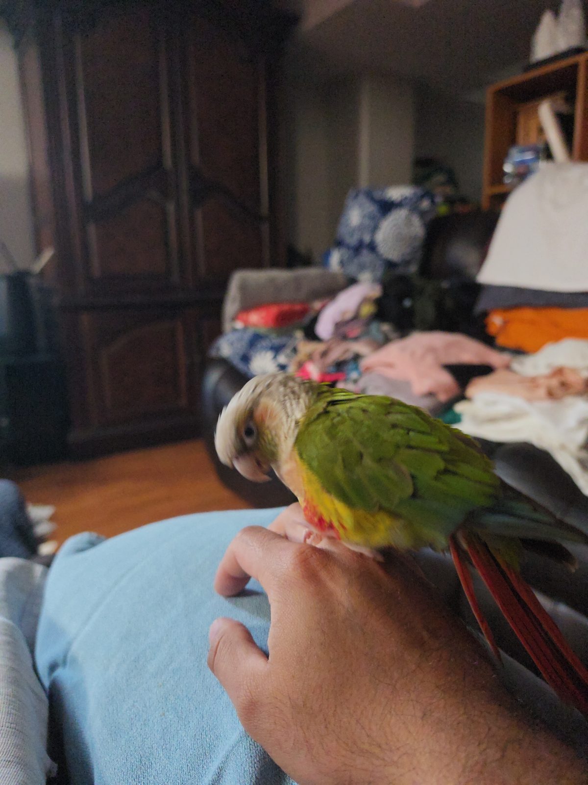 Mango, a Conure available for adoption in Mississauga, ON