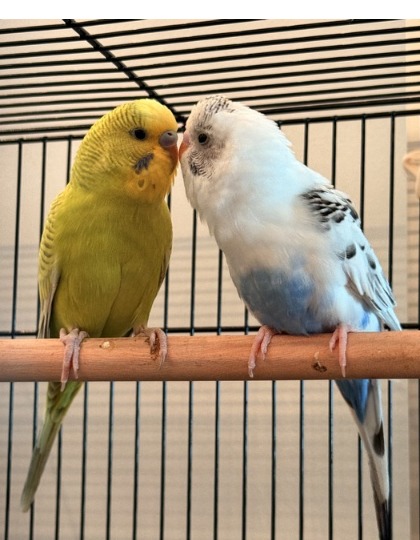 Lulu & Pepper - Bonded Budgie Pair photo 1