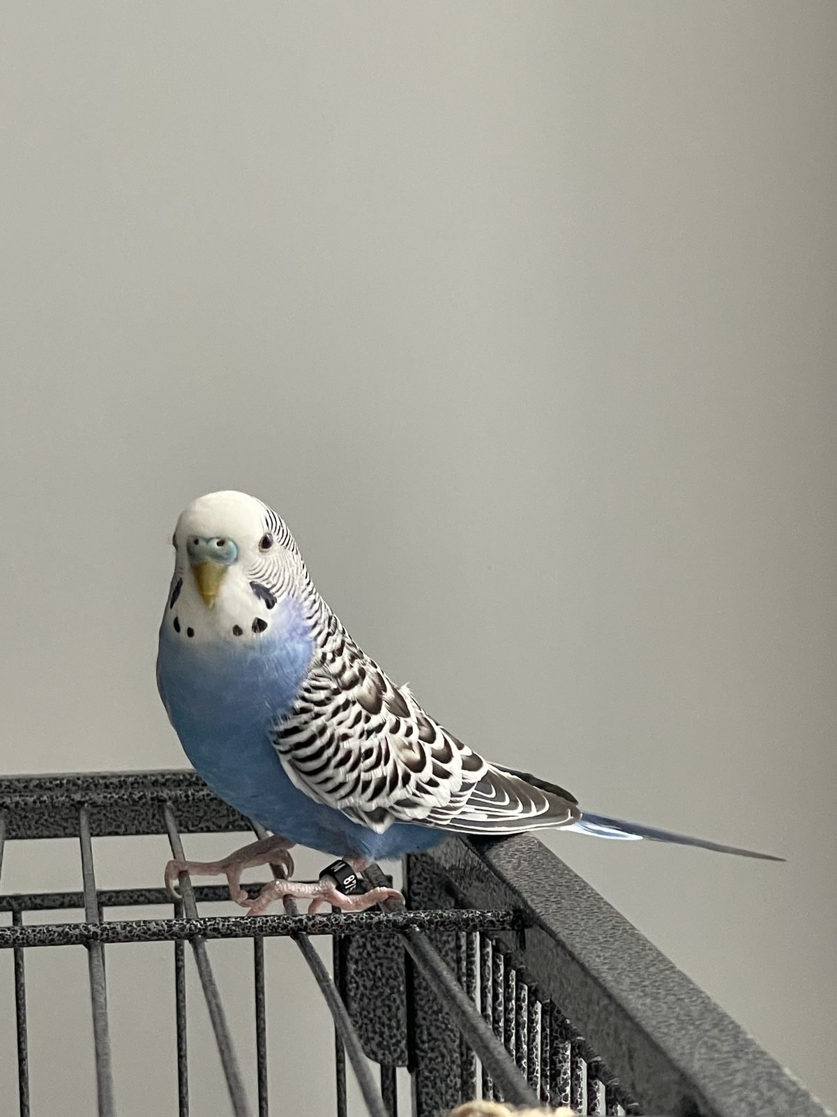 Sky, a Budgie available for adoption in Mississauga, ON