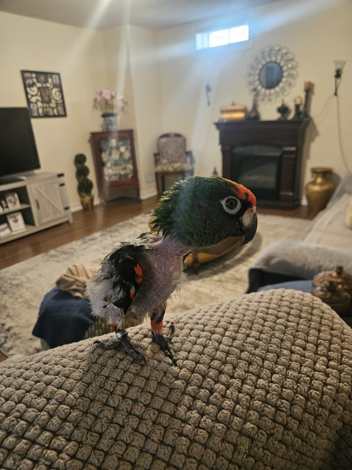 Coco, a Jardine's Parrot