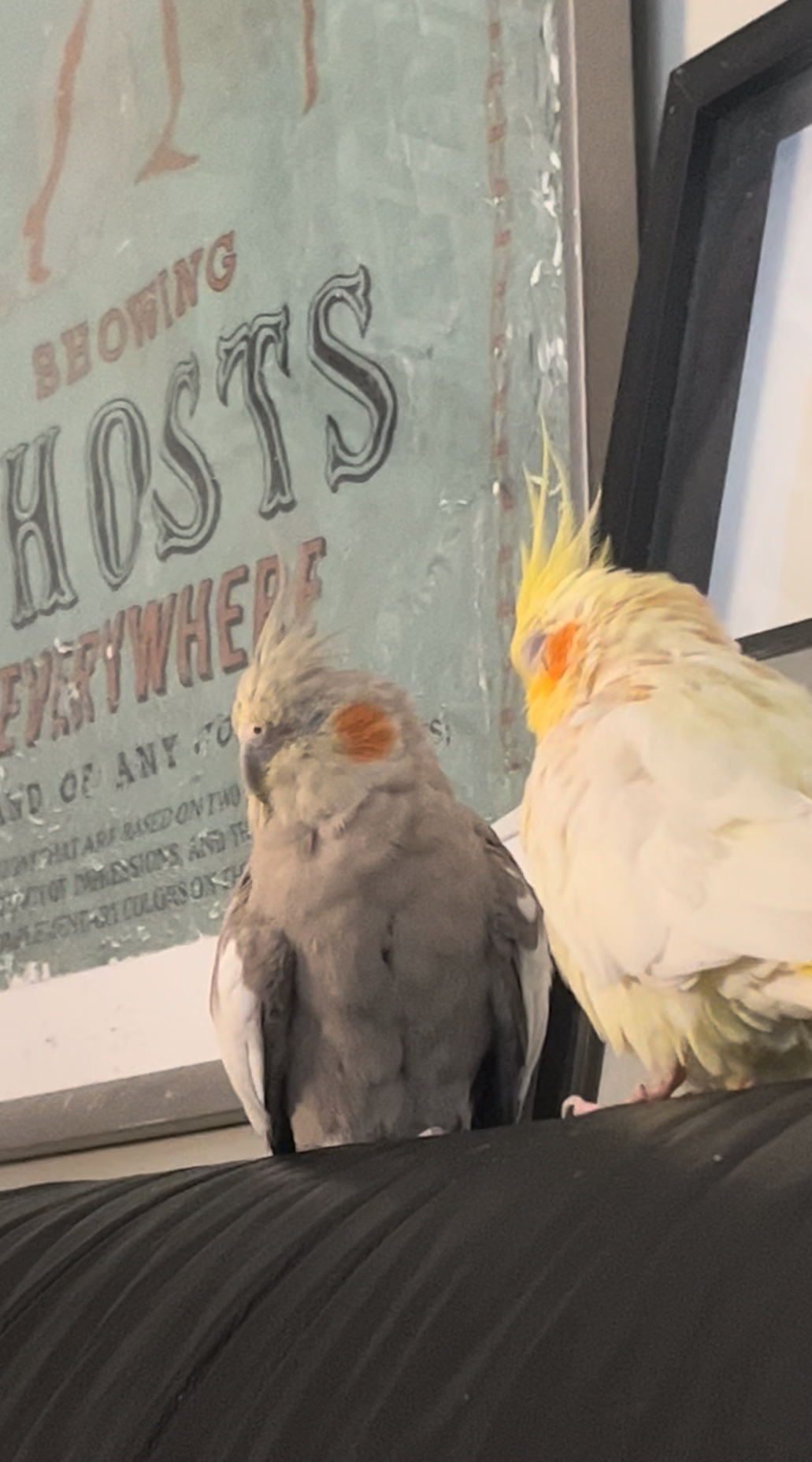 Shia and Barbara, a Cockatiel available for adoption in Toronto, ON