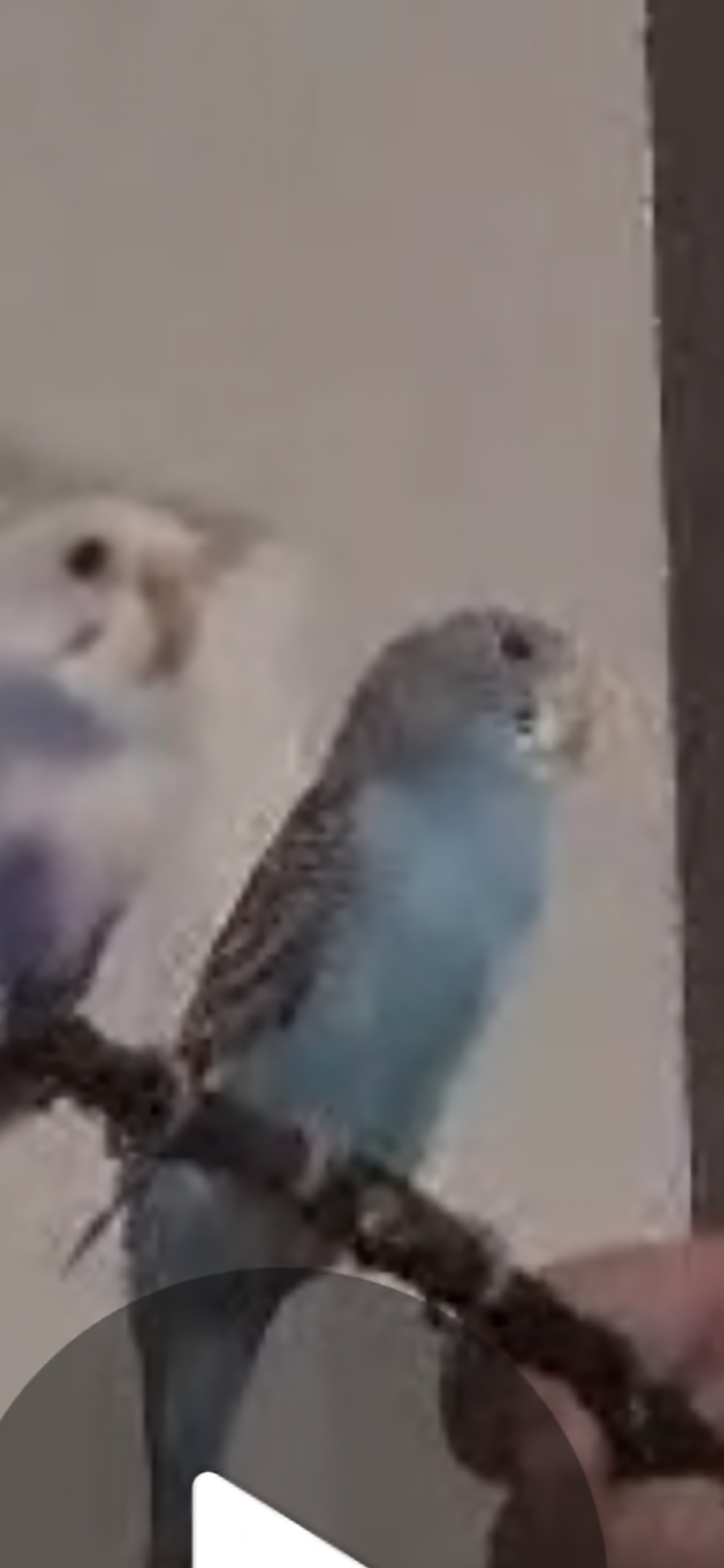 5 beautiful budgies, a Budgie available for adoption in Brampton, ON