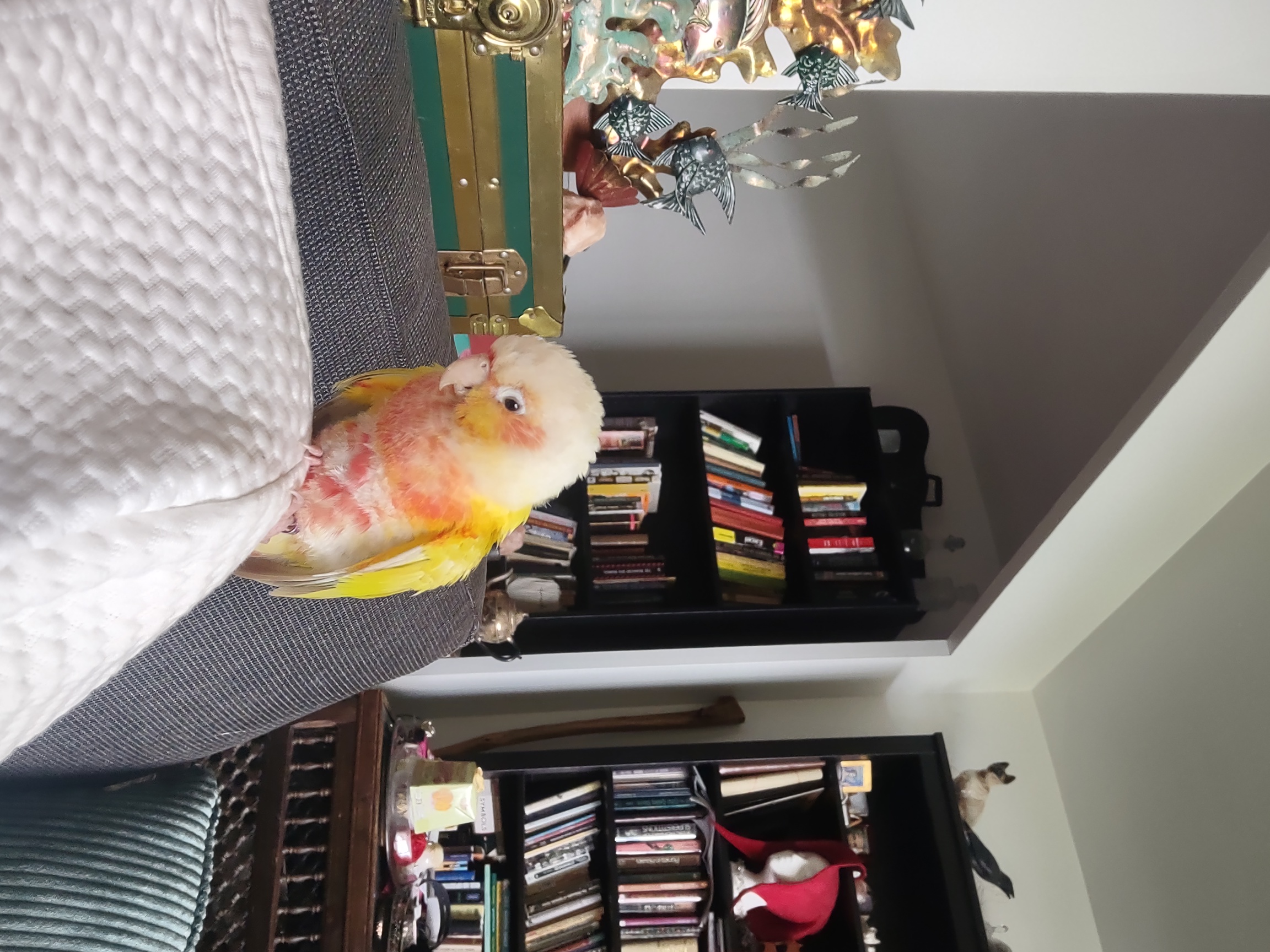 No Name, a Conure available for adoption