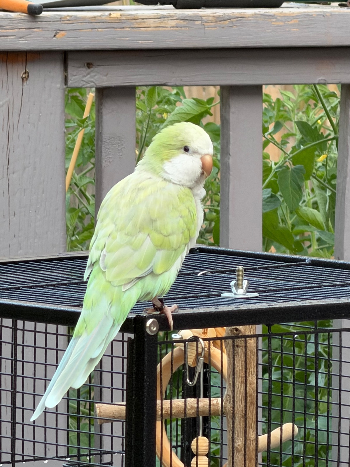 Meimei, a Quaker available for adoption in Mississauga, ON