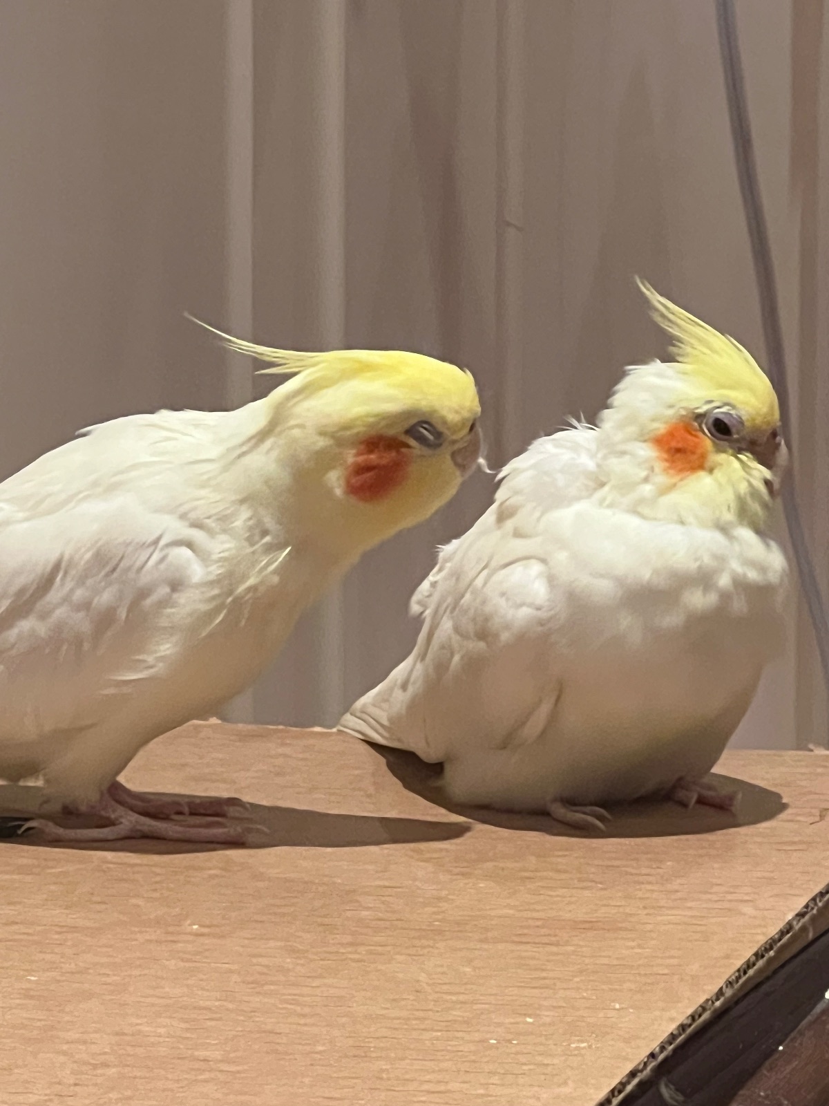 birdy, a Cockatiel available for adoption in Markham, ON