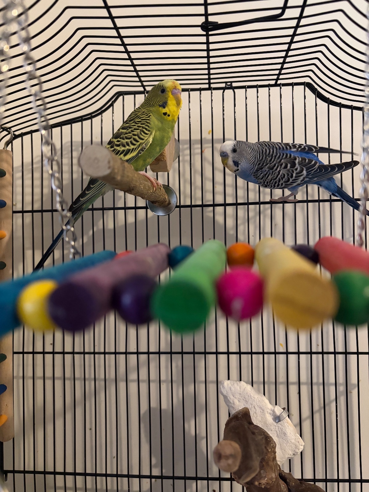 Kiwi, a Budgie available for adoption in Brampton, ON