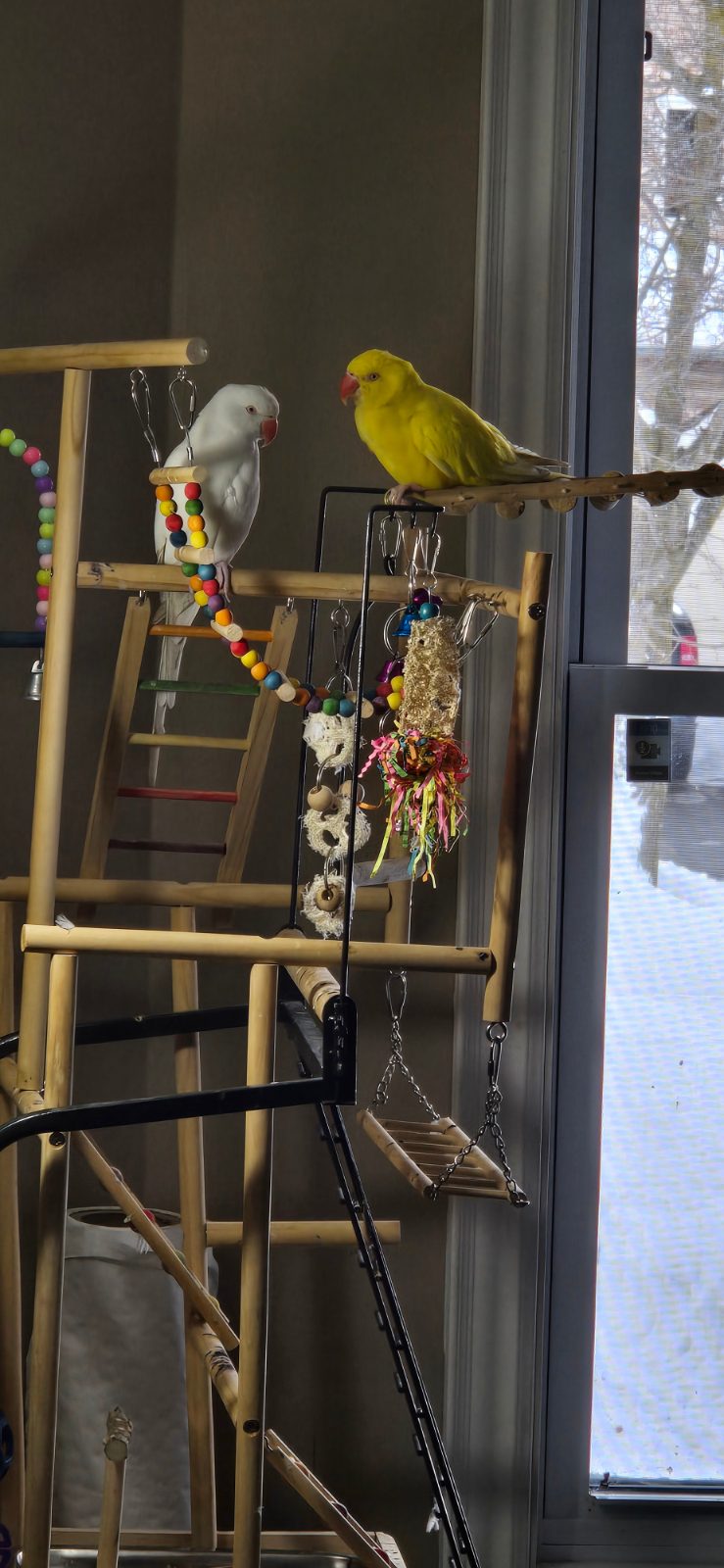 Kiki and Pearl, a Ringneck available for adoption in Barrie, ON