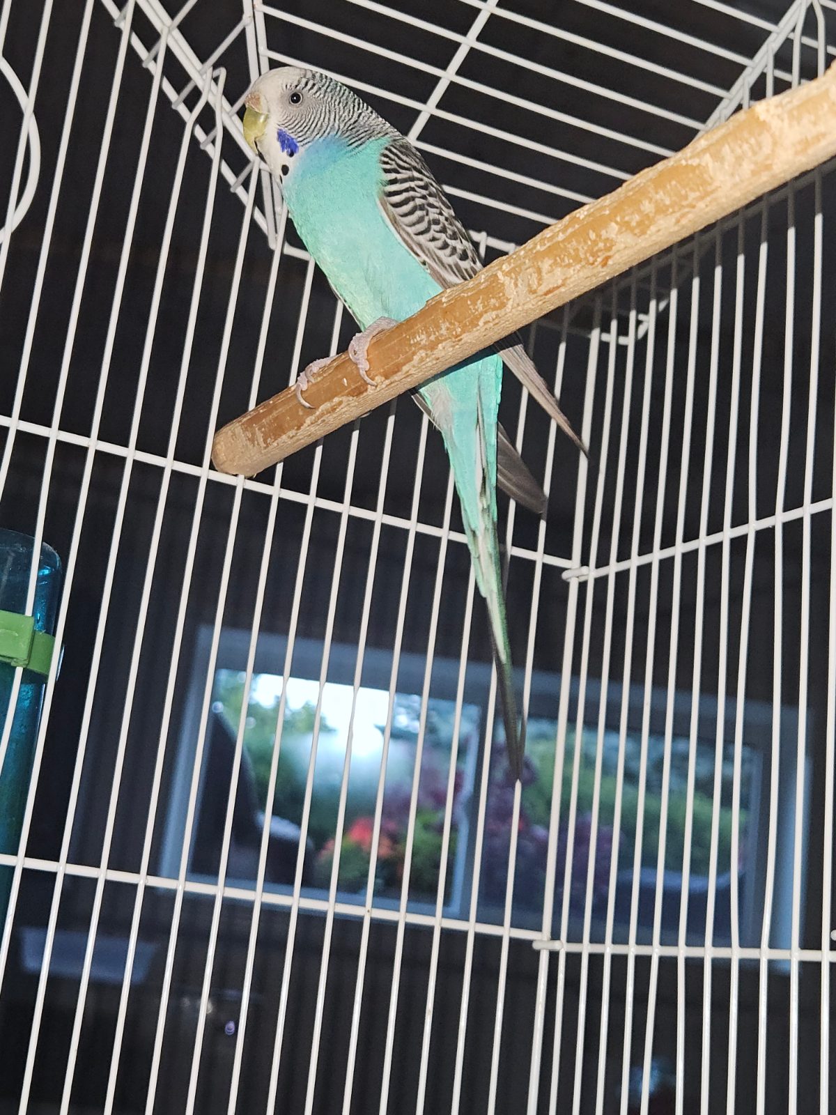 None, a Budgie