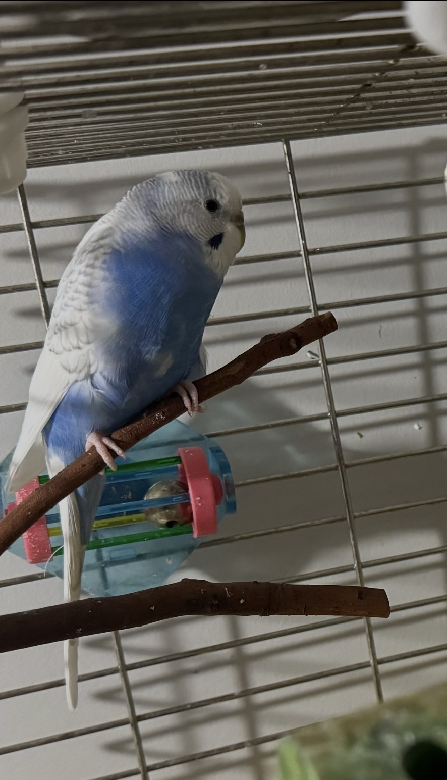Snow, a Budgie