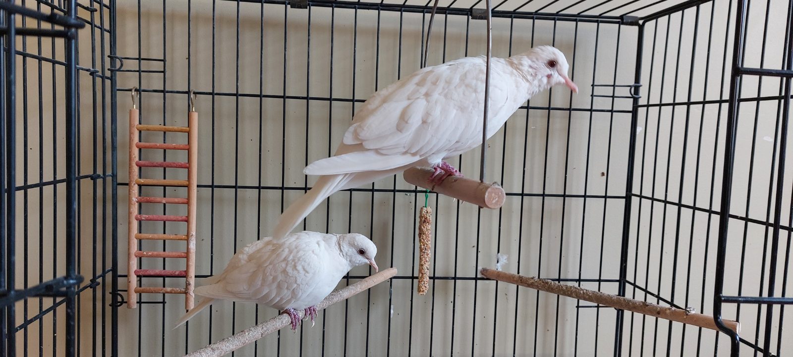 Timothy and Joy, a Lovebird