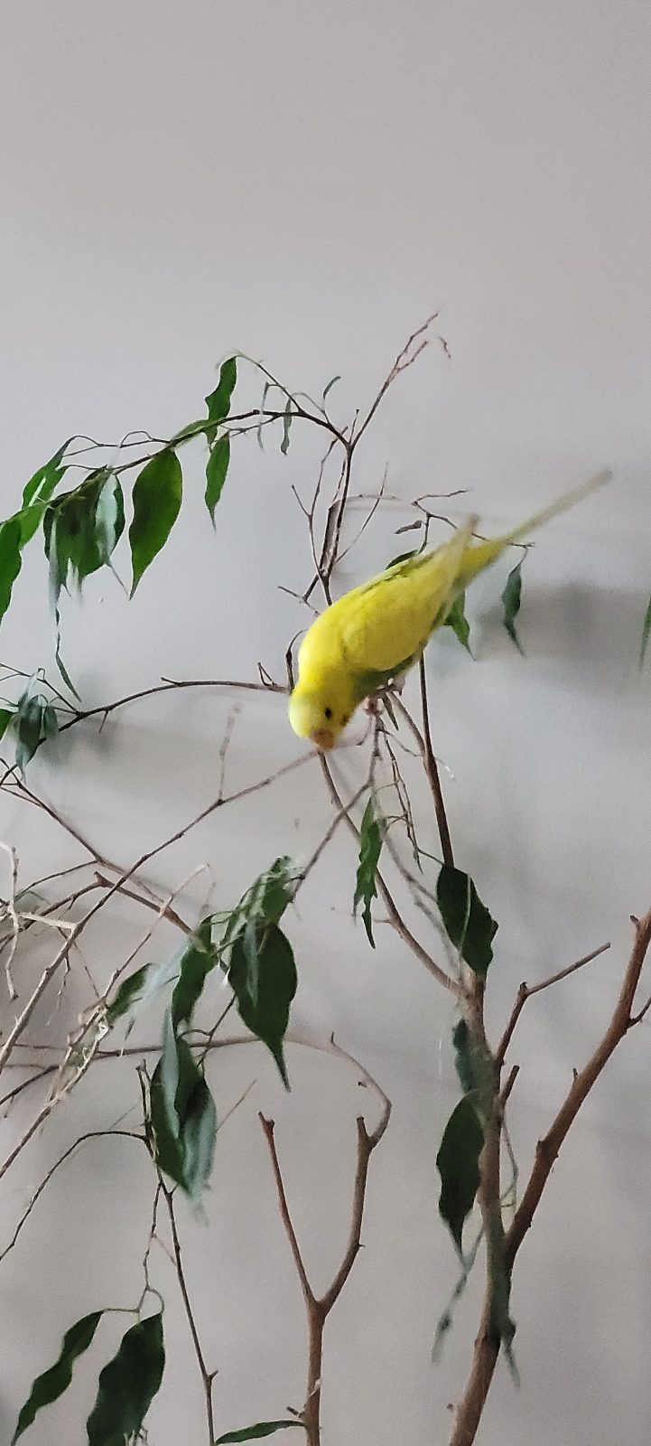 Luna, a Budgie