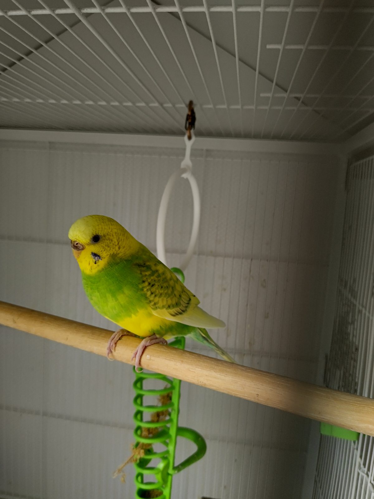 Palta green and palta yellow, a Budgie rehomed through Bird Sitting Toronto