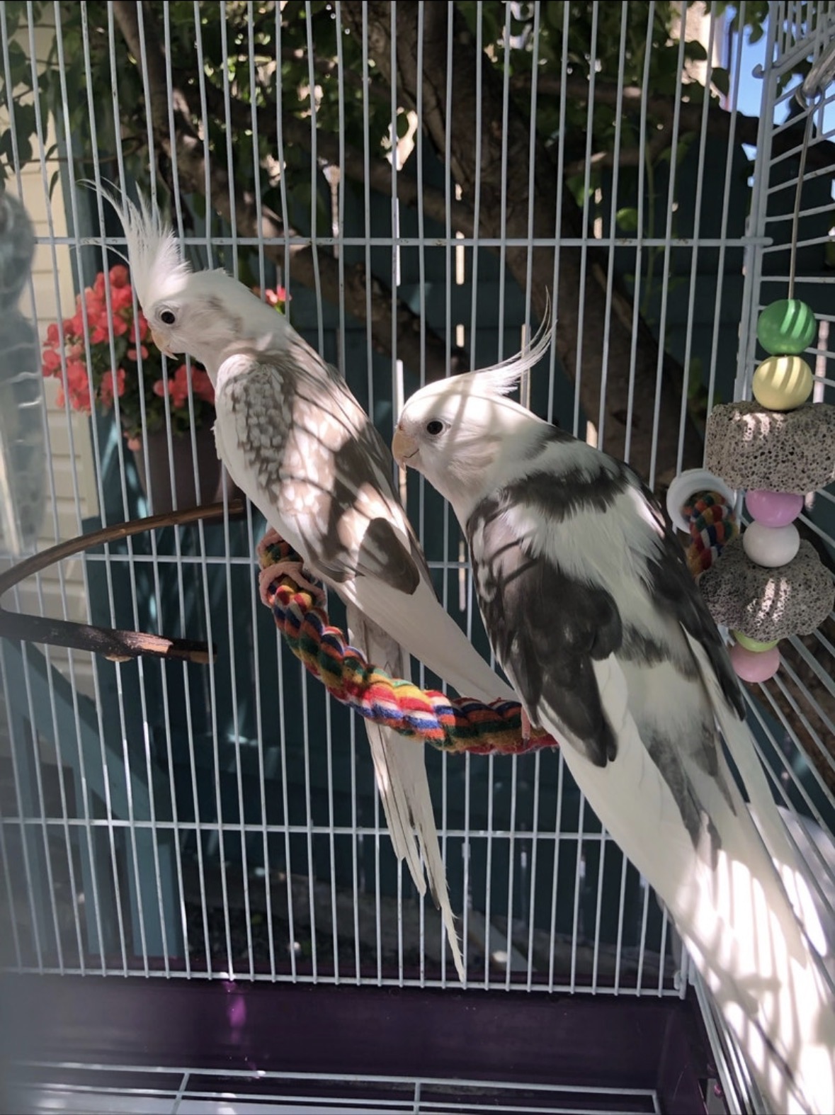 Sunny & Bunny, a Cockatiel