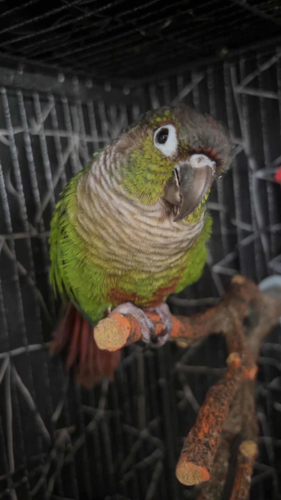 Neppy, a Conure