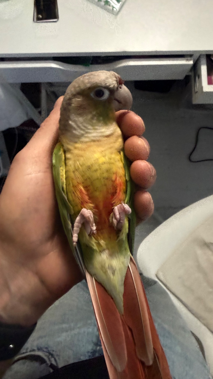 Kiki, a Conure