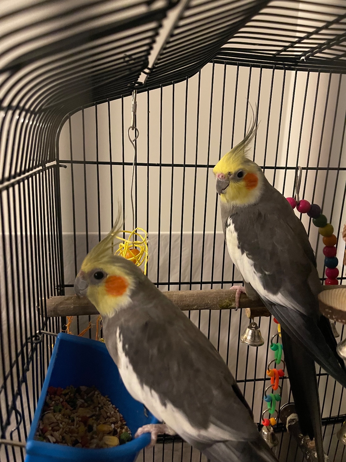 Fire and cracker, a Cockatiel rehomed through Bird Sitting Toronto