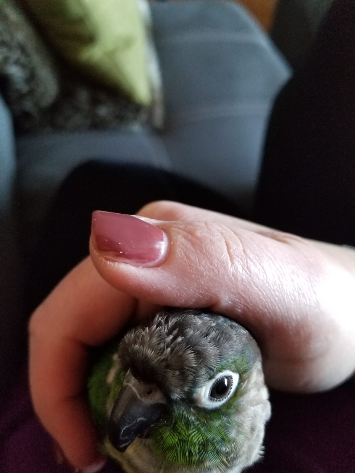 Mojito, a Conure rehomed through Bird Sitting Toronto