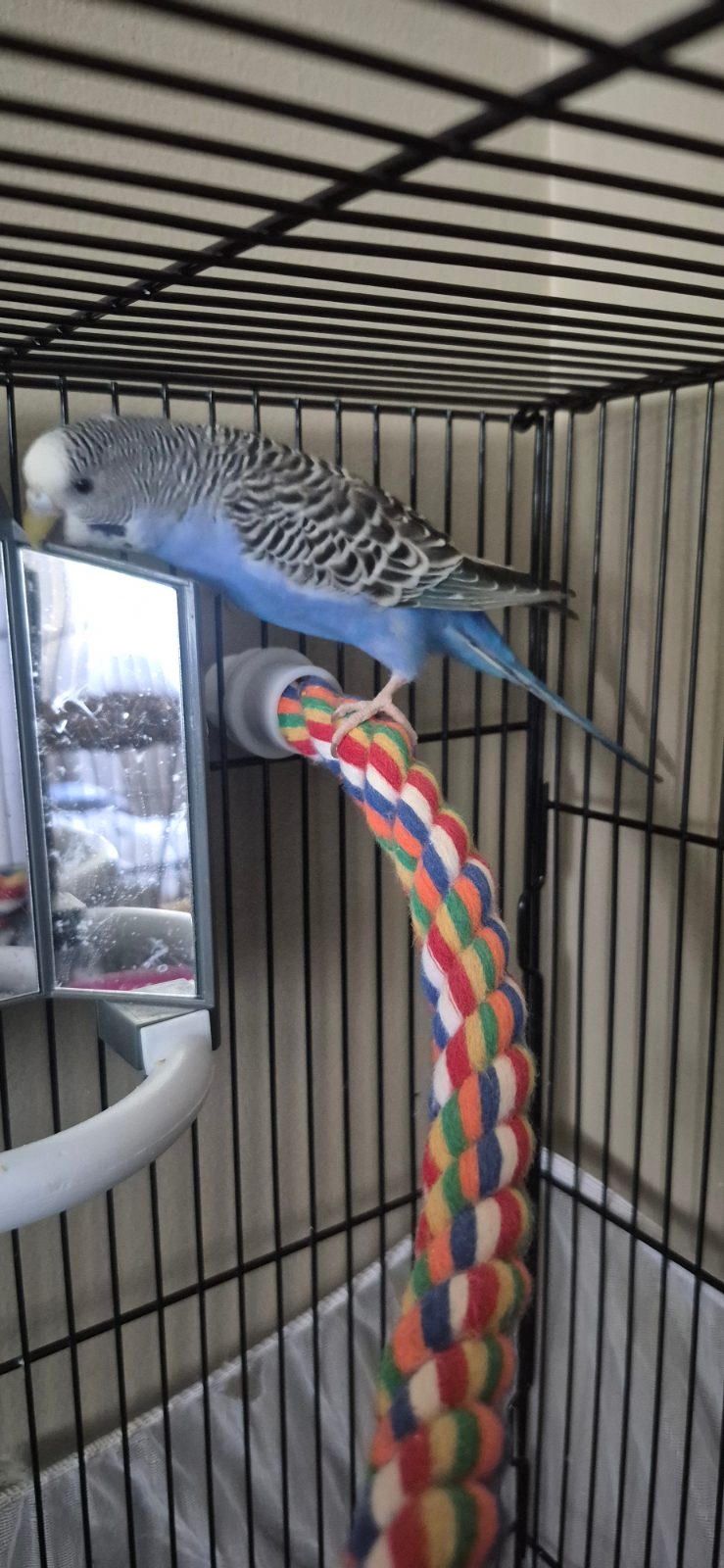 Blue and Delta, a Budgie rehomed through Bird Sitting Toronto