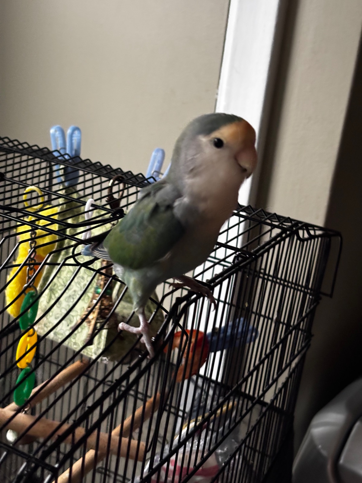 Sushi, a Lovebird rehomed through Bird Sitting Toronto