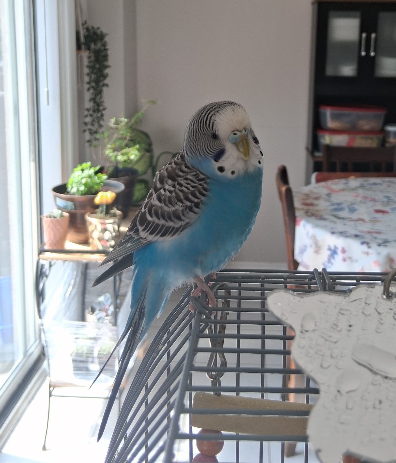 Budgie perched calmly