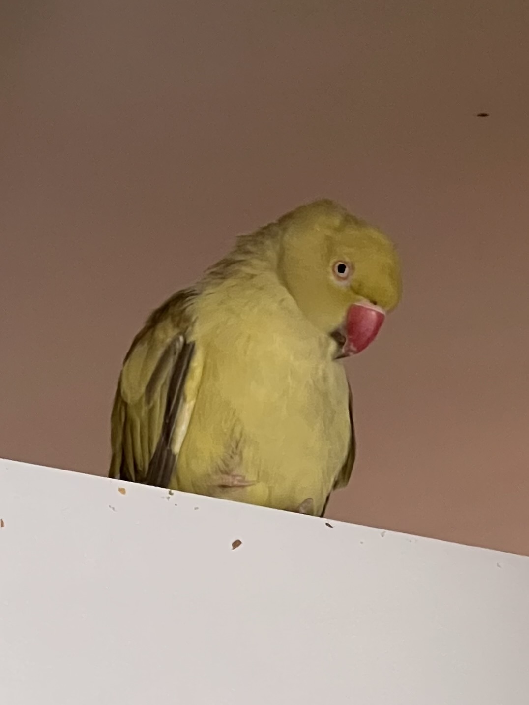 Baby, a Ringneck rehomed through Bird Sitting Toronto