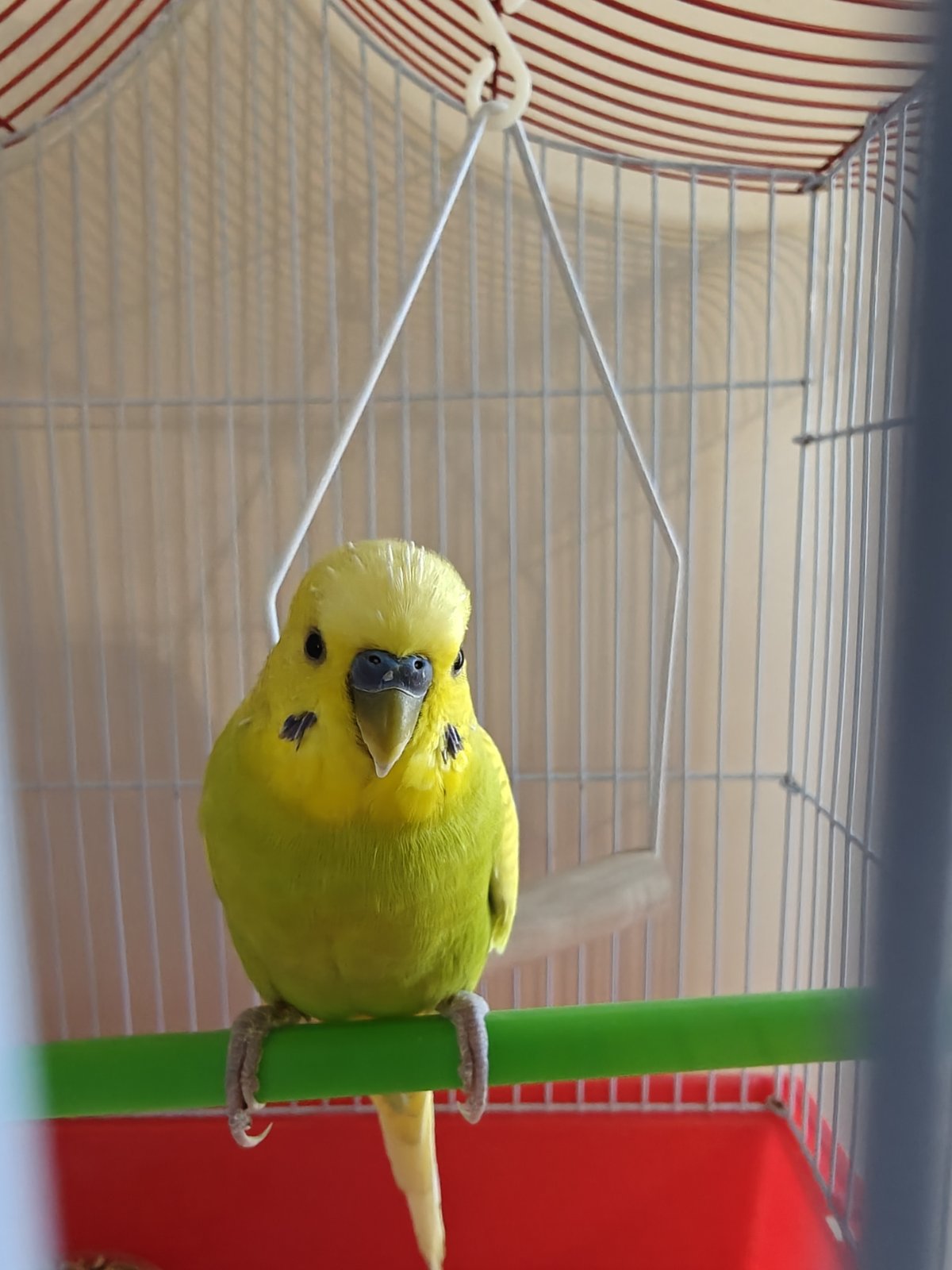 Limi, a Budgie