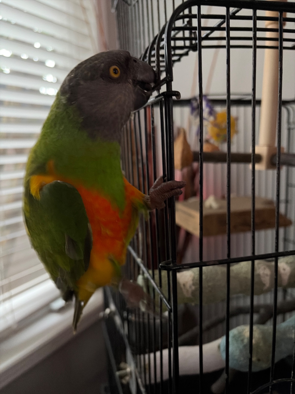Mango, a Senegal parrot, perched at home