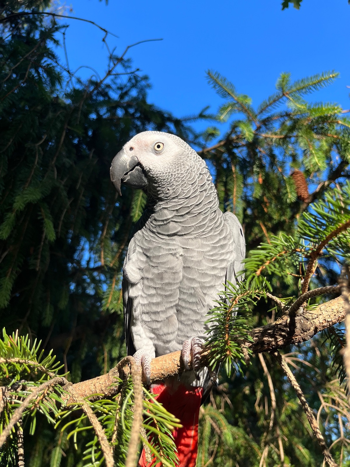 Zeus, an African Grey, perched at home